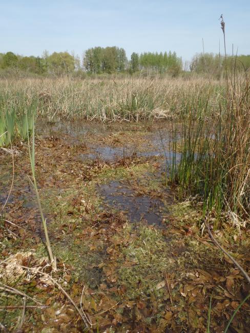 Herbiers aquatiques au sein des Marais de Sacy
