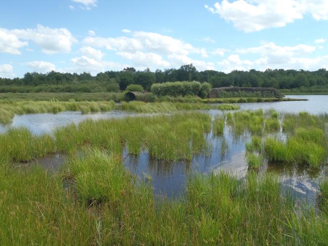 Hutte de chasse dans le marais de Les Ageux