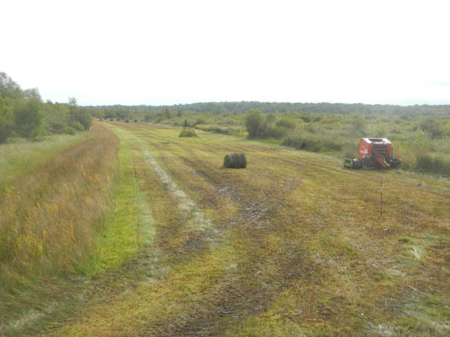 Fauche exportatrice dans le marais de Monceaux