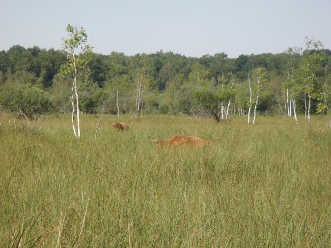Vaches Highland Cattle dans un marais privé