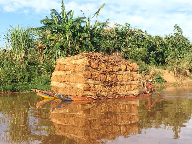 Exploitation de Typha angustifolia par les communautés locales