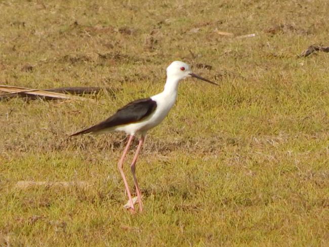 Himantopus himantopus