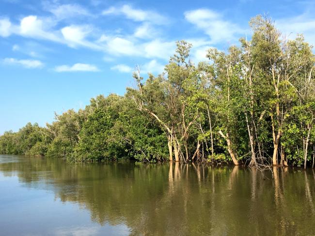 Mangrove mixte à Avicennia marina et Rhizophora mucronata