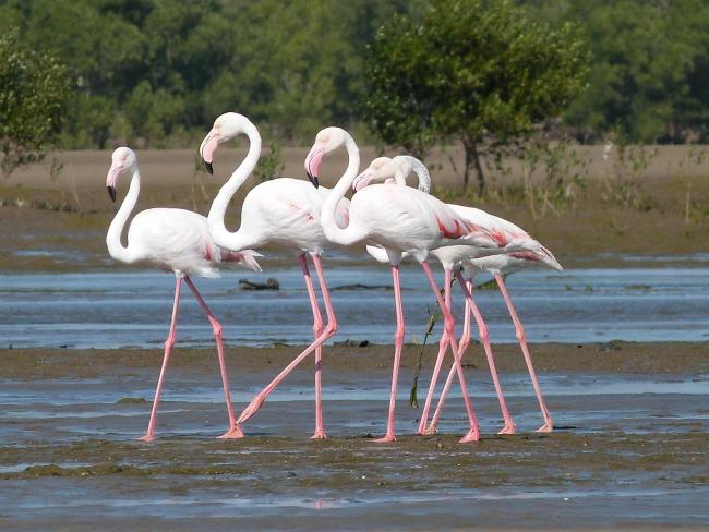 Phoenicopterus ruber