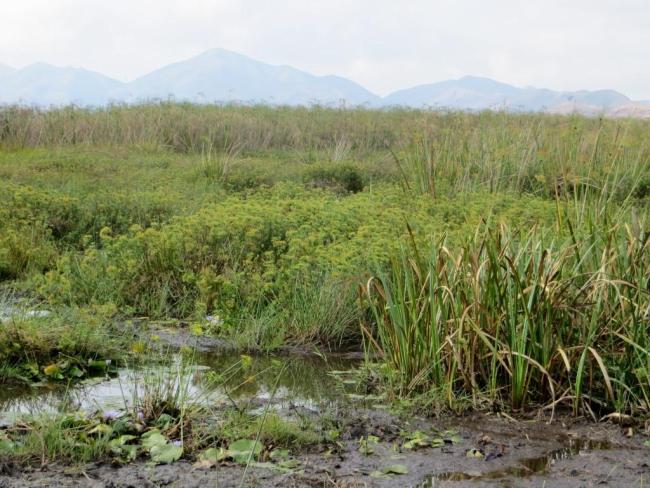 Habitat à Cyperus dans le lac Sofia