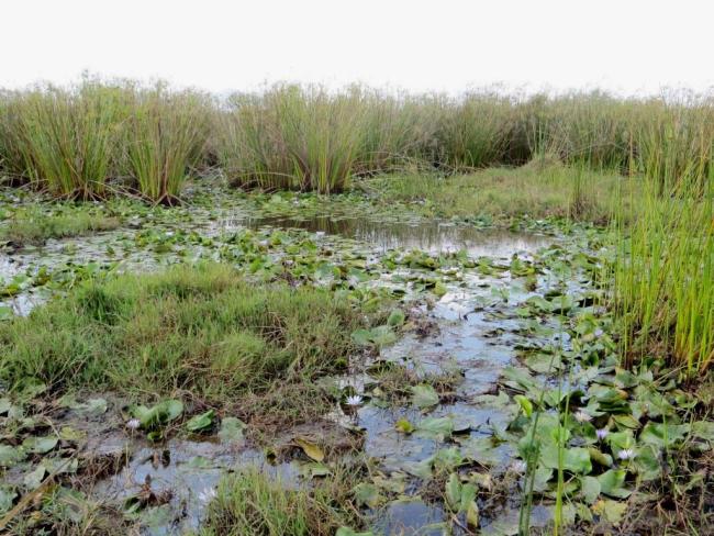 Habitat à Némuphar dans le lac Sofia
