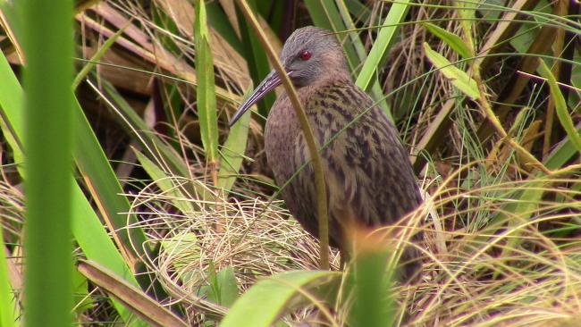 Rallus madagascariensis