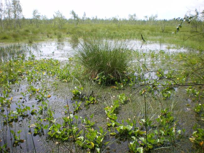 Raised bogs are located in the centre of tyhe mire massif.
