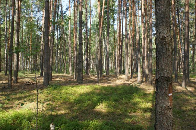 Old-aged pine forests preserved on sand dunes among mires. 