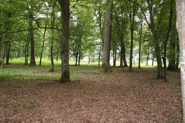 Floodplain oak woods are very valuable biotopes.