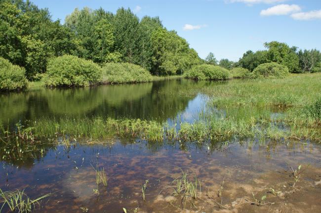 Owbows in the Pripyat River floodplain.