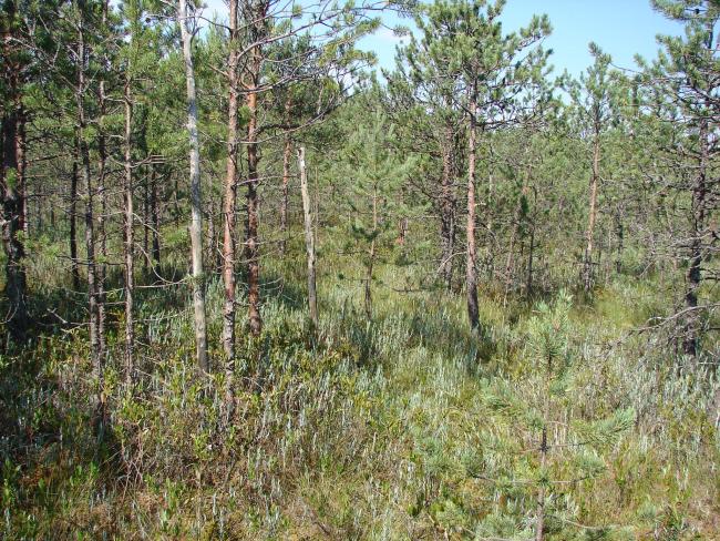 Pine forest on the peatland