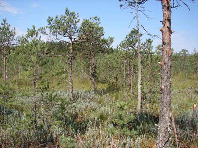 Pine forest on the peatland