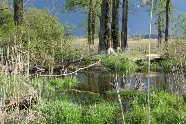 Downstream area dammed by a beaver in the Ampermoos, the large river valley fen north of Lake Ammer