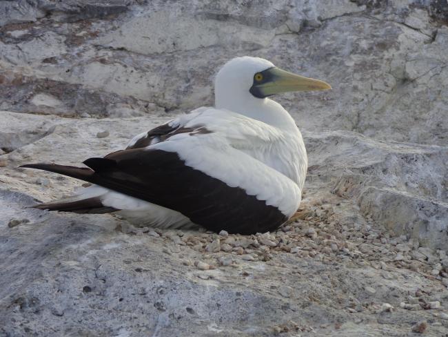 Masked Booby Sula dactylatra on Sombrero Island - note the date the photo was taken is unknown, not as given