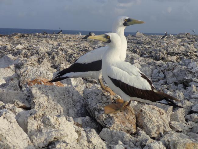 Pair of Masked Boobys Sula dactylatra chick on Sombrero Island - note the date the photo was taken is unknown, not as given