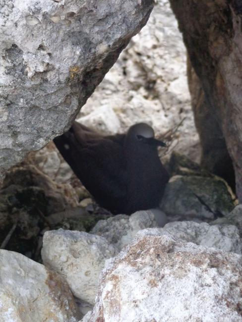 Nest site of Brown Noddy Anous stolidus in shelter of rocks, Sombrero Island - note the date the photo was taken is unknown, not as given