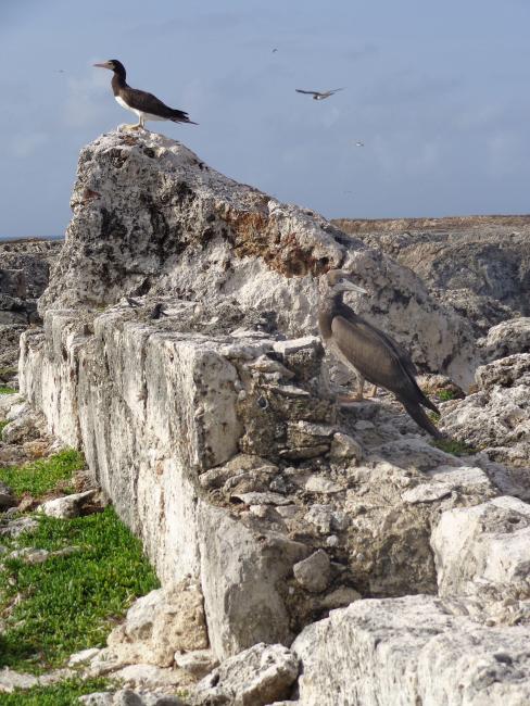 Brown Booby Sula leucogaster on Sombrero Island - note the date the photo was taken is unknown, not as given