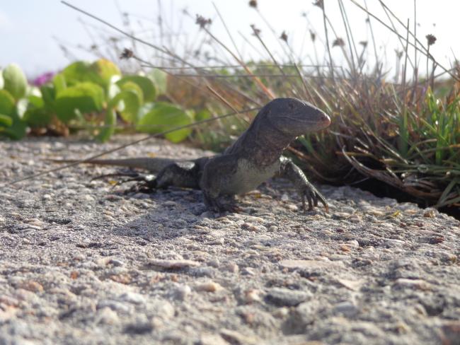 Endemic Sombrero Island Ground Lizard Ameiva corvina, Sombrero Island - note the date the photo was taken is unknown, not as given