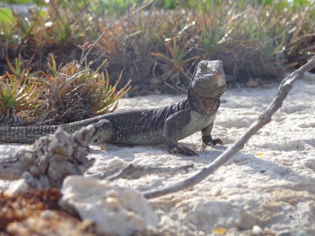 Endemic Sombrero Island Ground Lizard Ameiva corvina, Sombrero Island - note the date the photo was taken is unknown, not as given