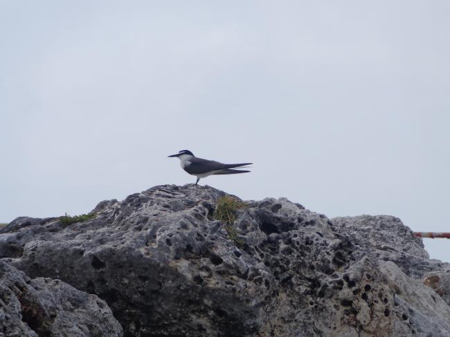 Bridled Tern Sterna anaethetus,  Sombrero Island - note the date the photo was taken is unknown, not as given