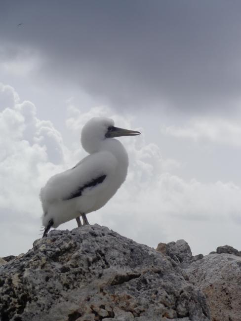 Masked Booby Sula dactylatra chick on Sombrero Island - note the date the photo was taken is unknown, not as given