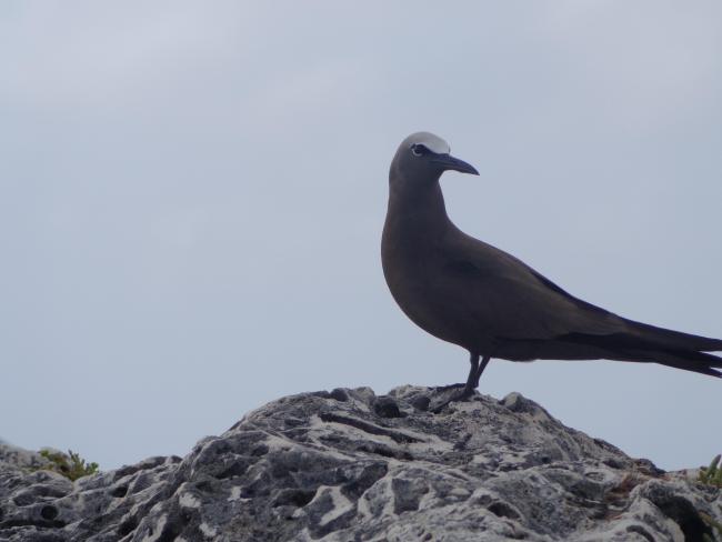 Brown Noddy Anous stolidus on Sombrero Island - note the date the photo was taken is unknown, not as given