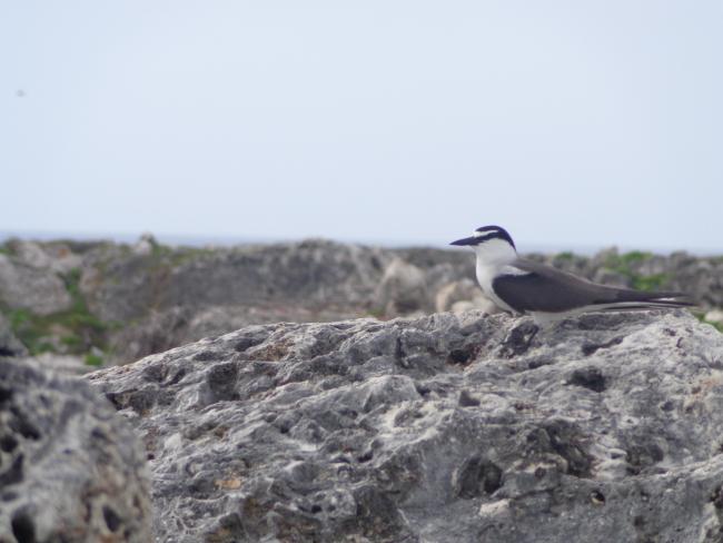 Bridled Tern Sterna anaethetus,  Sombrero Island - note the date the photo was taken is unknown, not as given