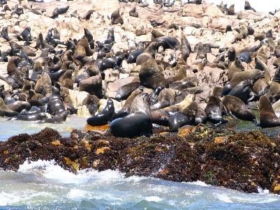 Cape fur seals on Geyser Island