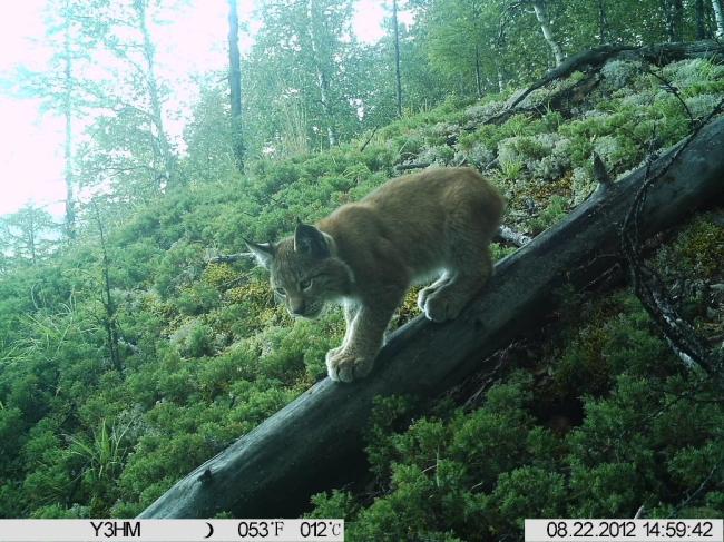 Lynx lynx