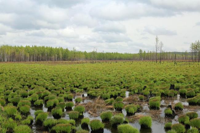 Youhao Wetlands