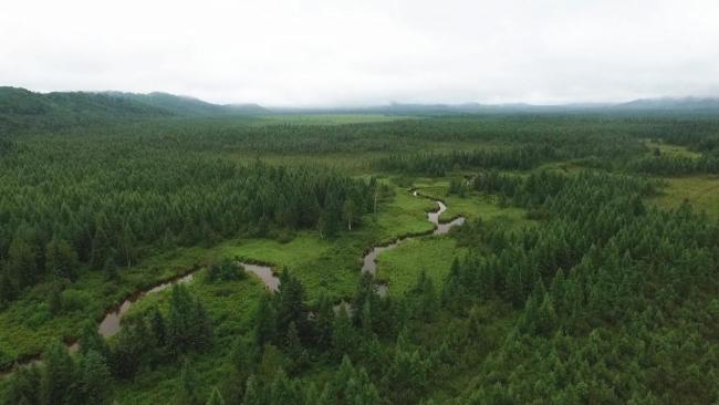 Summer landscape of Hani Wetland