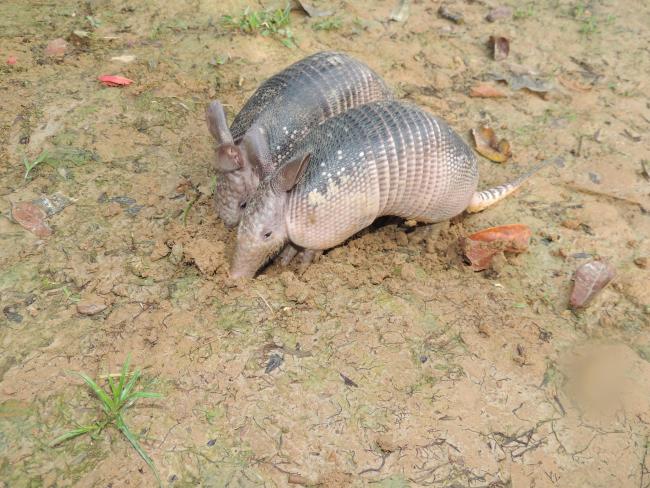 Armadillos