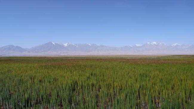 Permanent freshwater marshes