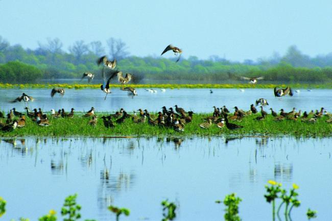 Middle Pripyat is important stopover site during waterbirds migration
