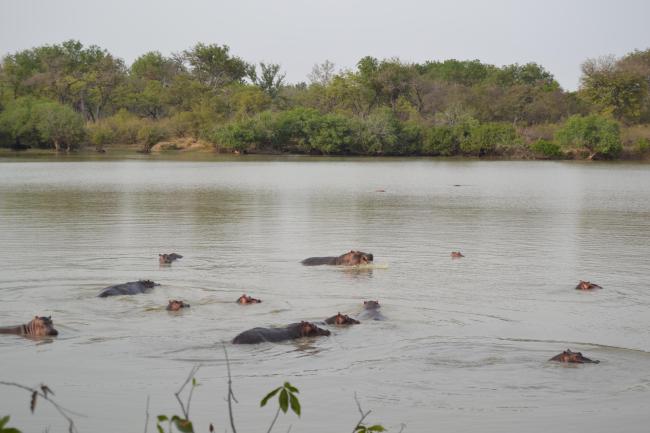 Mares au Hippo dans la plaine d’inondation de la rivière Pendjari