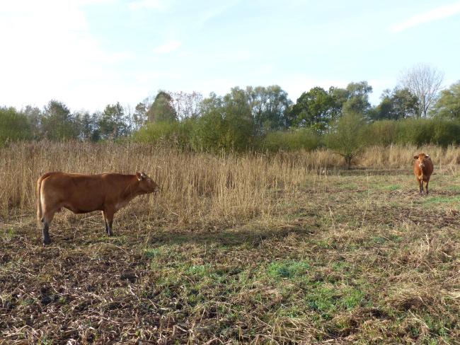 Pâturage dans la roselière
