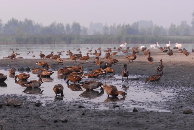 Canards sur une vasière 