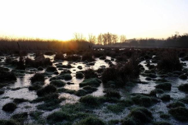 Marais d'Harchies