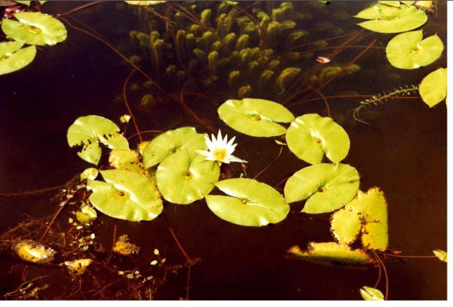 photo Wendu Tcham