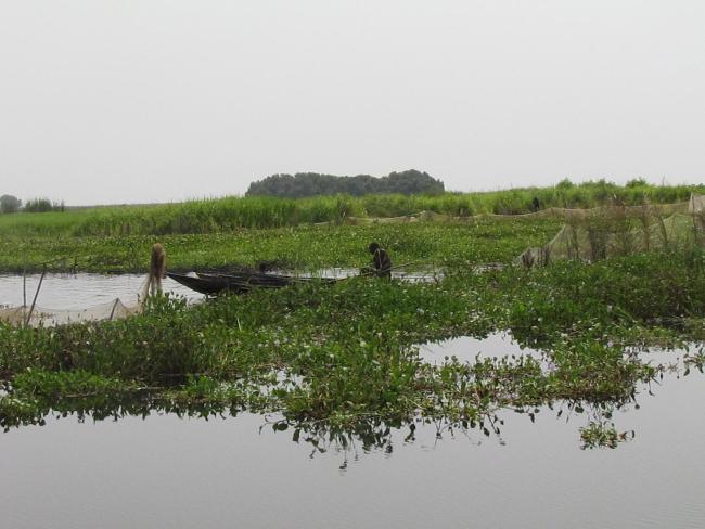 Zone du Lac Nokoue investie par la Jacinthe d'eau. On peut noter aussi sur la photo l'installation des filets pour la capture des poissons