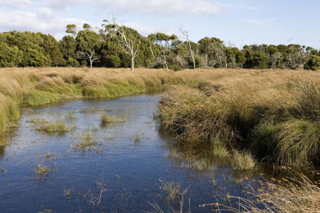 Flood Plain Lower Ringarooma River