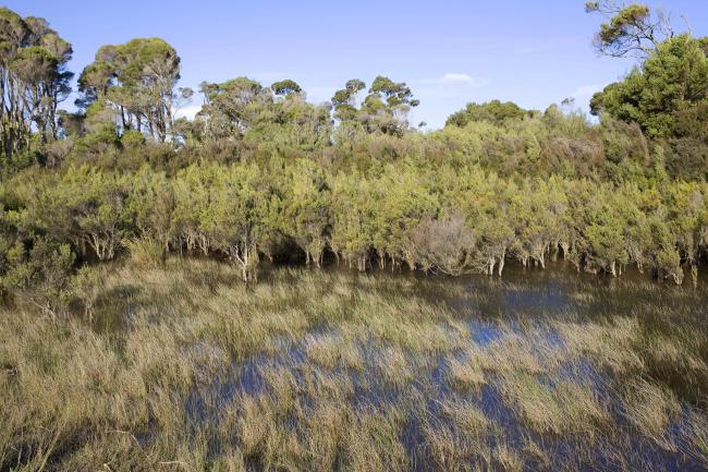 Flood Plain Lower Ringarooma River