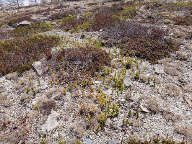 Solfatara plants