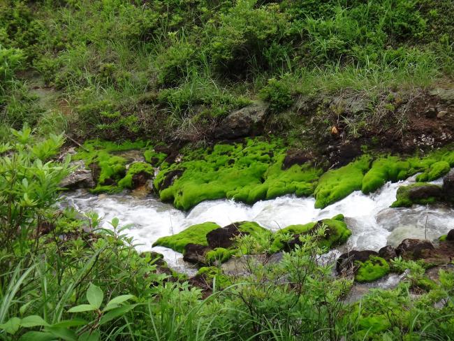 Anajigoku (Jungermannia volcanicola communities)