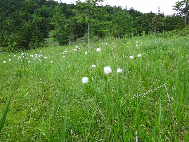 Eriopqhorum vaginatum in Yoshigadaira