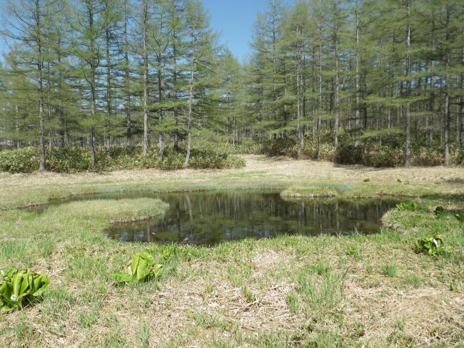 Odaira moor pond