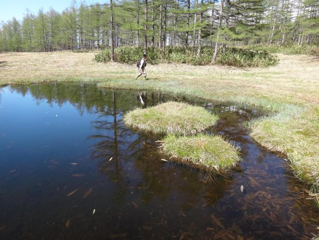 Odaira moor pond