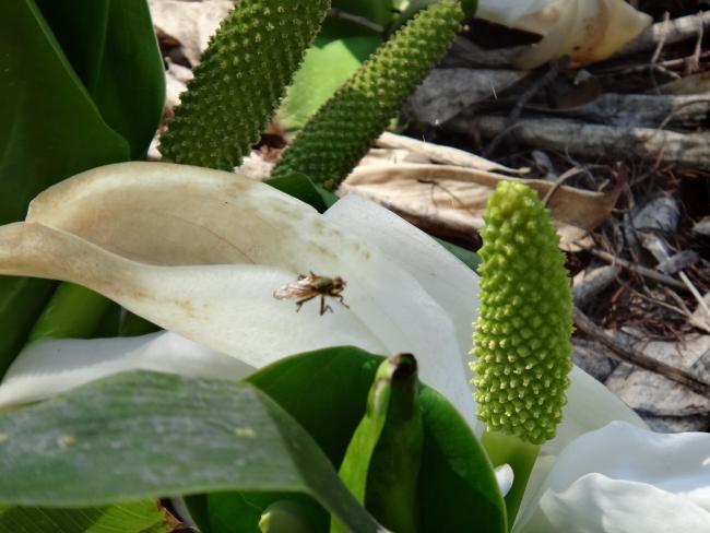 Asian skunk cabbage (Lysichiton camtschatcense)