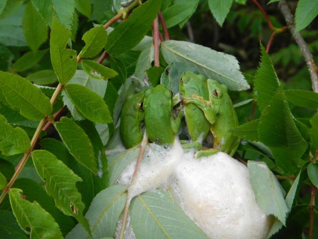 Forest Green Tree Frogs at Heibee pond